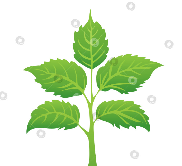 Скачать зеленые листья на белом фоне, для логотипов, дизайнов, для символики зеленой планеты фотосток Ozero