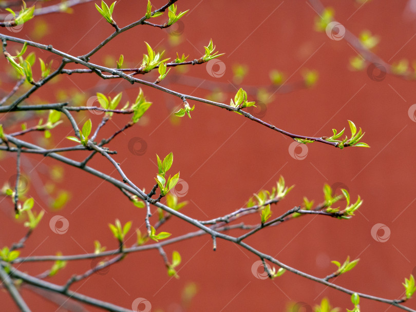 Скачать На ветвях яблони появляются молодые свежие зеленые листочки. Узор из веток и зеленых листьев на красном фоне. Яркий солнечный естественный весенний фон. фотосток Ozero