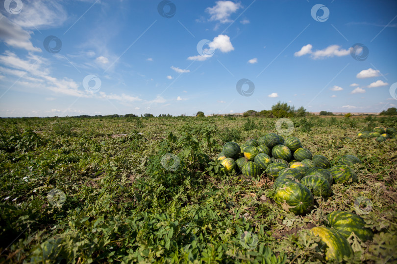 Скачать Выращивание арбузов фотосток Ozero