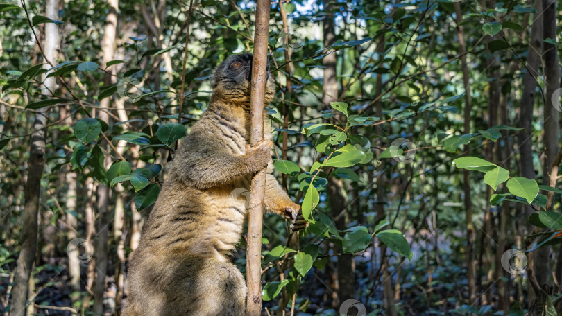 Скачать Обыкновенный коричневый лемур сидит на дереве фотосток Ozero