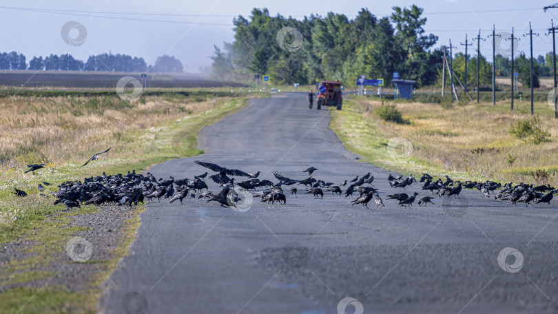 Скачать Стая ворон сидит на загородной асфальтной дороге фотосток Ozero