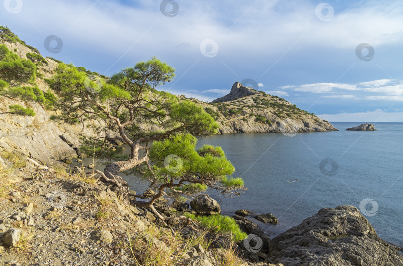 Скачать Реликтовая сосна на скале. Крым, сентябрь. фотосток Ozero