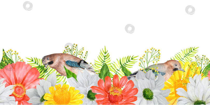 Скачать Нарисованная вручную акварелью бесшовная кайма с садовыми цветами: циннией и хризантемой с птичками-сойками фотосток Ozero