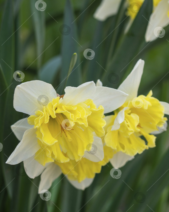 Скачать Весной распустились желтые цветы нарцисса. Цветущие нарциссы в саду. Весенний фон с красивыми нарциссами фотосток Ozero