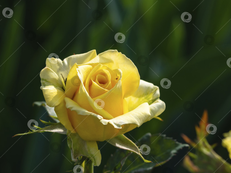 Скачать Желтый бутон розы в солнечном свете на зеленом фоне. Красивый желтый бутон розы на фоне зелени в саду весной фотосток Ozero