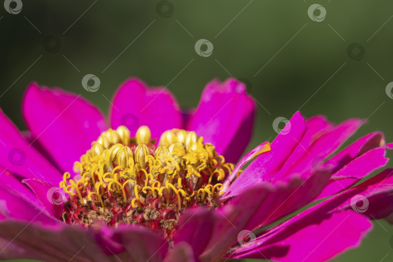 Скачать Макросъемка ярко-розового летнего цветка циннии с выборочным фокусом и размытым зеленым фоном фотосток Ozero