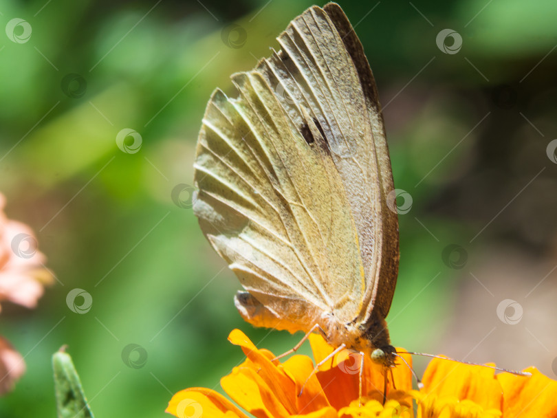 Скачать Макро белая бабочка на желтом цветке на зеленом фоне в природе. Крупный план бабочки с закрытыми крыльями, сидящей на цветке фотосток Ozero