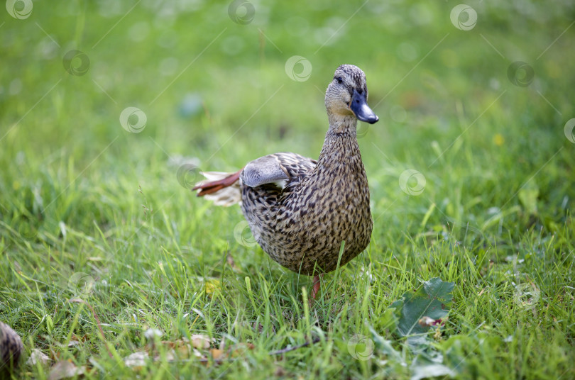 Скачать Утка бежит со всех ног по зелёной траве. фотосток Ozero