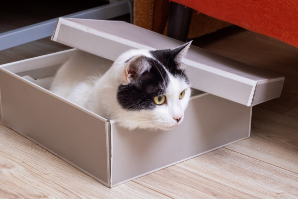 [object Object] undefined