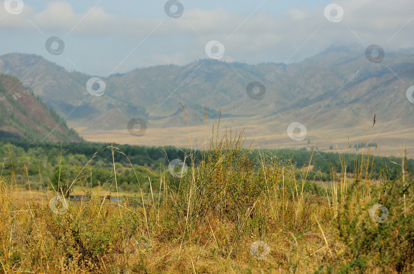 Скачать Высокая пожелтевшая трава на переднем плане на фоне высоких горных хребтов на заднем плане размыта. фотосток Ozero
