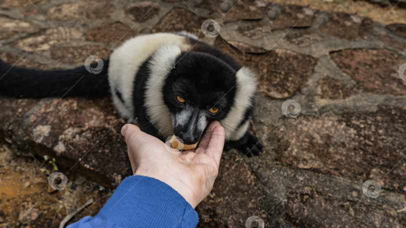 Скачать Симпатичный черно-белый лемур vari Varecia variegata фотосток Ozero