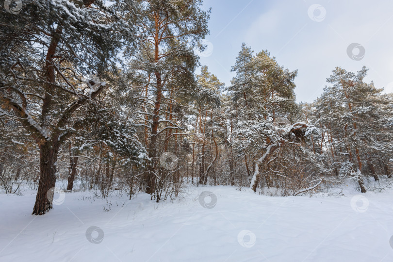 Скачать Зимний пейзаж с заснеженными деревьями фотосток Ozero