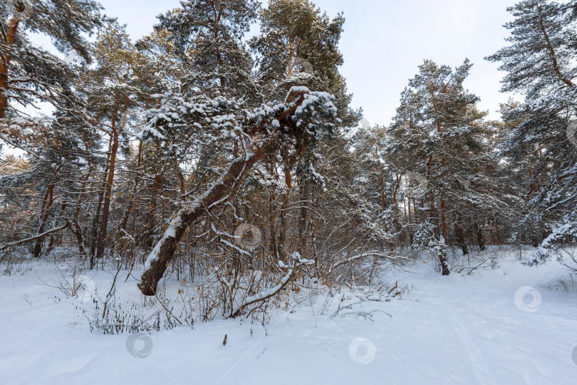 Скачать Зимний пейзаж с падающей сосной фотосток Ozero