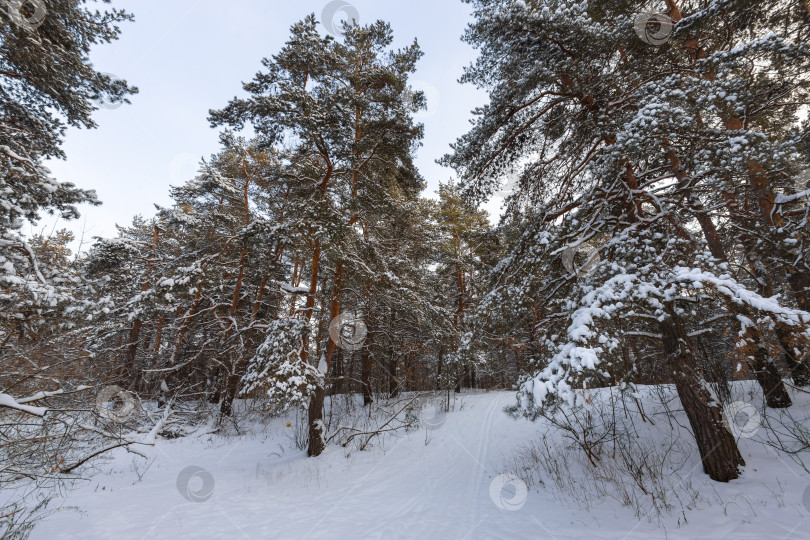 Скачать Пейзаж с зимними соснами фотосток Ozero