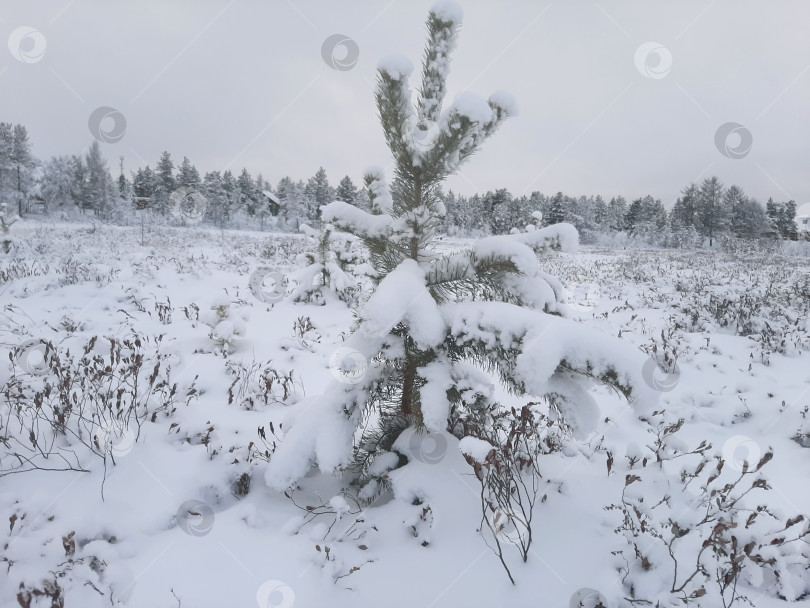 Скачать Елка фотосток Ozero