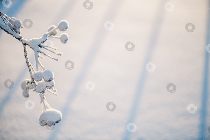 Скачать Естественный зимний фон. замерзшие ветви и листья, все покрыто снегом фотосток Ozero