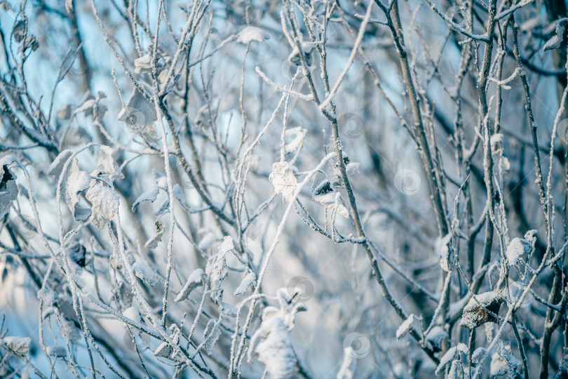 Скачать Естественный зимний фон. замерзшие ветви и листья, все покрыто снегом фотосток Ozero