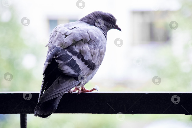 Скачать Серый голубь, сидящий на балконе крупным планом фотосток Ozero