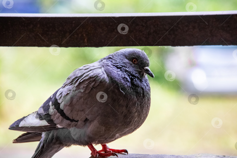 Скачать Серый голубь, сидящий на балконе крупным планом фотосток Ozero