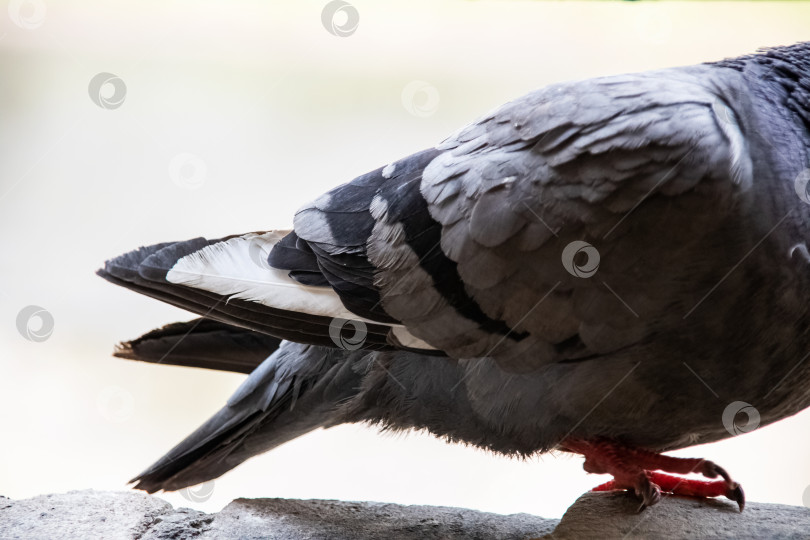 Скачать Лапы и хвост серого голубя на камне крупным планом фотосток Ozero