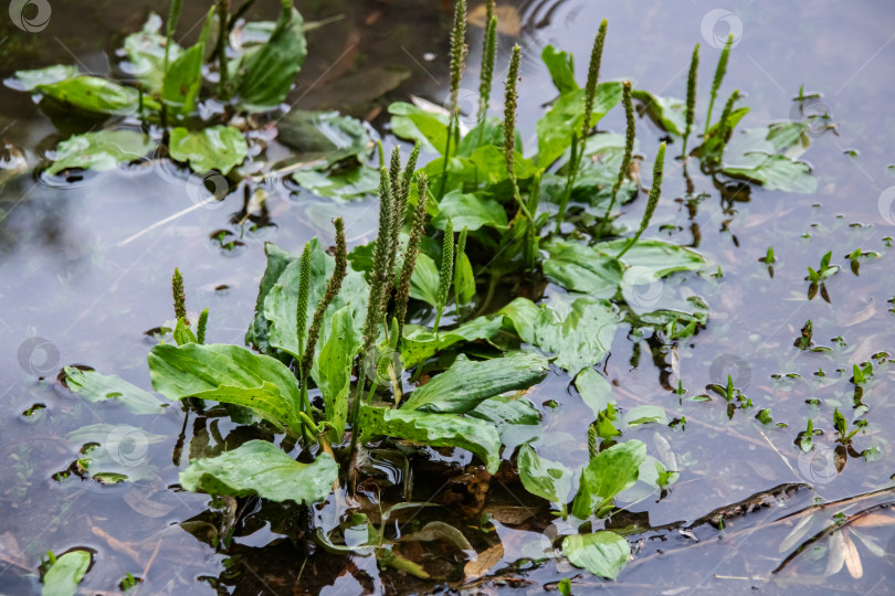 Скачать Растение подорожник растет прямо из воды фотосток Ozero