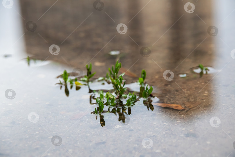 Скачать Зеленые ростки вырастают из воды крупным планом фотосток Ozero