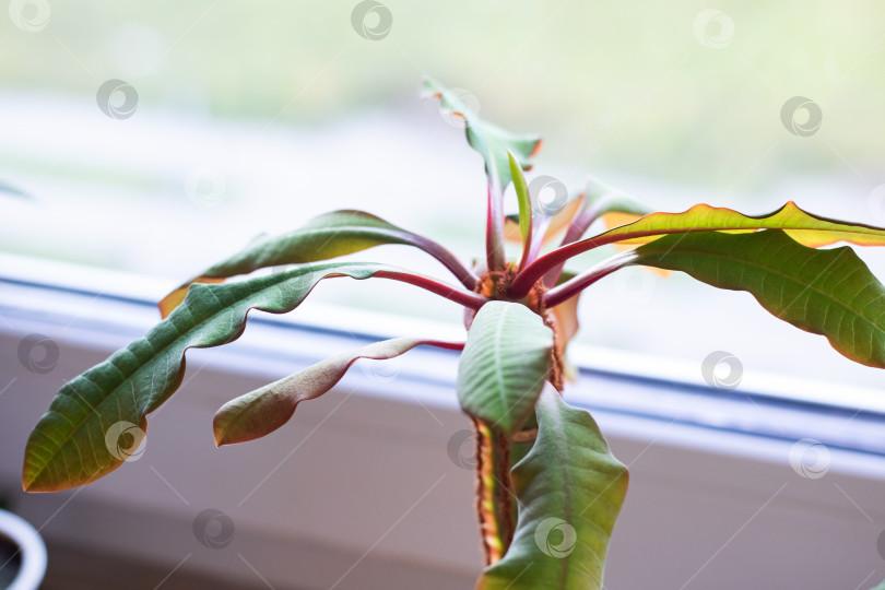 Скачать Домашнее растение на подоконнике, зеленые листья на красном стебле фотосток Ozero