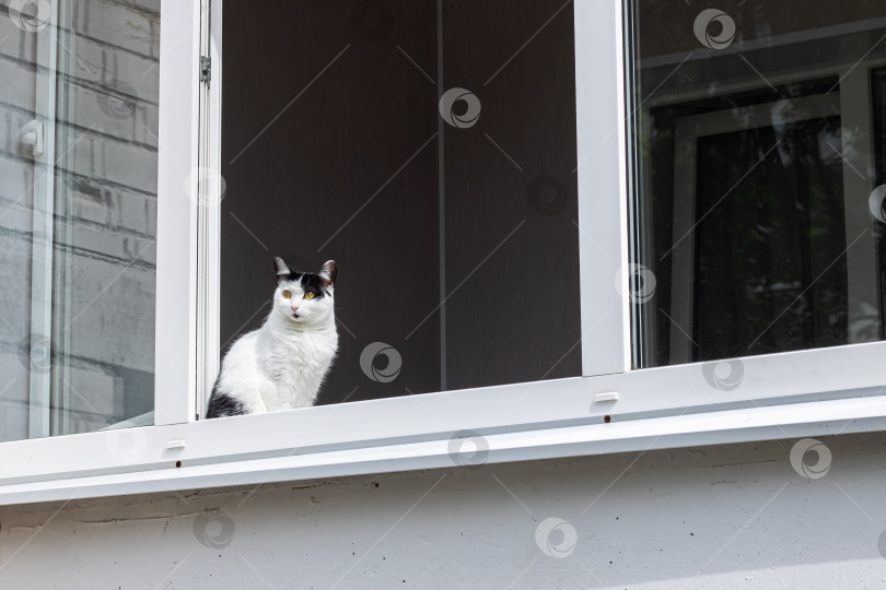 Скачать Черно-белый кот сидит на окне дома фотосток Ozero