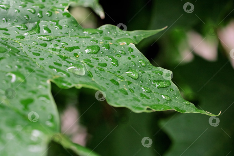 Скачать Капли воды падают на зеленый лист растения фотосток Ozero