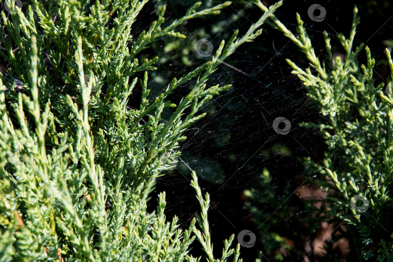 Скачать Паутина на зеленых ветвях крупным планом фотосток Ozero