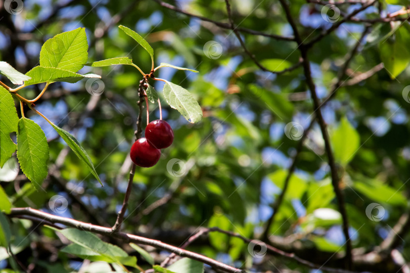 Скачать Две красные вишни на ветке дерева с зелеными листьями фотосток Ozero