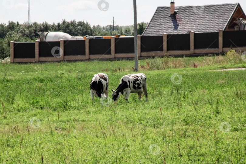 Скачать Две коровы пасутся на зеленом лугу фотосток Ozero