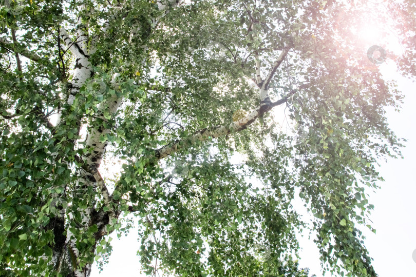 Скачать Солнечный свет сквозь березовые ветви крупным планом фотосток Ozero