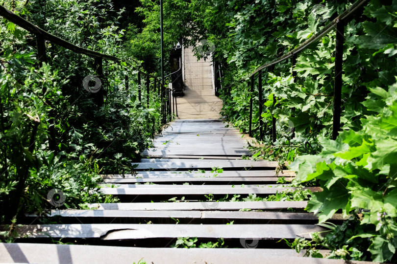 Скачать Крутая лестница, ведущая вниз среди зеленых деревьев фотосток Ozero