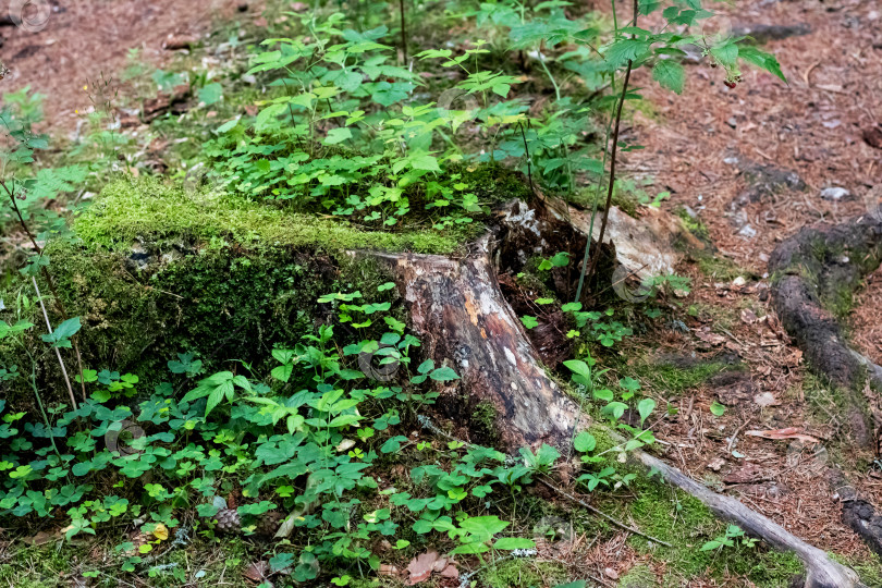 Скачать Трава и мох на старом пне дерева фотосток Ozero