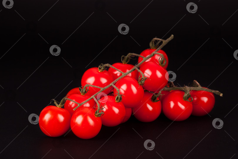 Скачать веточка помидоров черри, выделенная на черном фоне фотосток Ozero