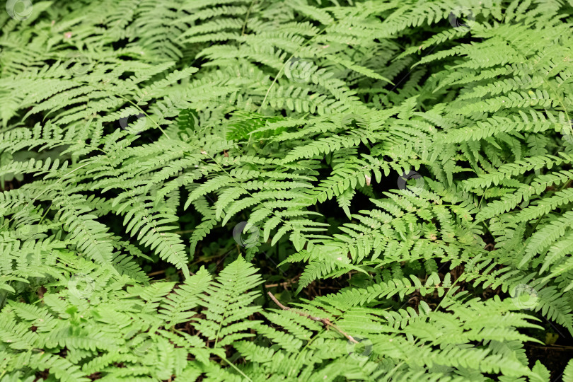 Скачать Листья папоротника в лесу крупным планом, фон или текстура фотосток Ozero