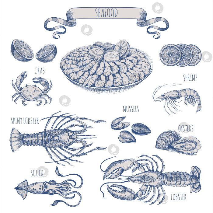 Скачать Набор элементов из морепродуктов. Омары, креветки, крабы и устрицы. Эскиз в винтажном стиле для оформления меню ресторана морепродуктов. фотосток Ozero