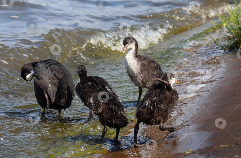 Скачать Выводок лысухи (Fulica atra) на берегу реки. Взрослая водоплавающая птица и птенцы чистят перья. фотосток Ozero