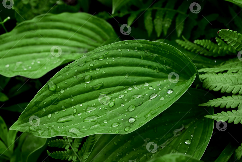 Скачать Абстрактный фон с текстурой природы из зеленых листьев. Креативный макет для дизайна фотосток Ozero