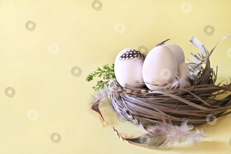 Скачать Композиция с пасхальными яйцами и ветками на желтом фоне.Открытка. фотосток Ozero