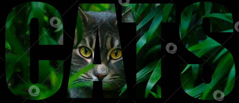 Скачать Плакат с надписью кошка на английском языка с фотографией кошки в траве. фотосток Ozero