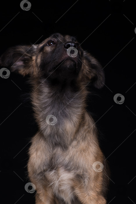 Скачать собака на черном фоне фотосток Ozero