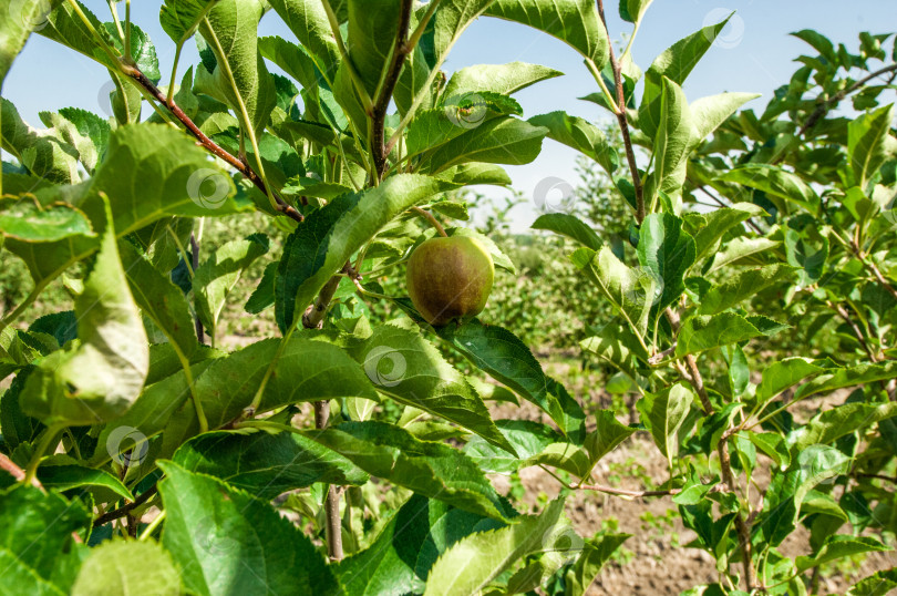 Скачать фруктовые деревья и яблони фотосток Ozero