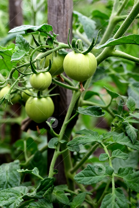 Скачать Растения томатов на плантации зеленых помидоров в теплице. Органическое земледелие, выращивание молодых растений томатов в теплице. фотосток Ozero