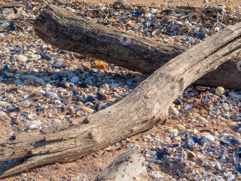 Скачать Крупный план деревянных палочек на ракушке, пляж на берегу моря фотосток Ozero