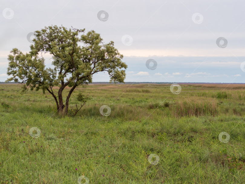 Скачать Одинокое дерево в зеленой степи ранней весной на фоне неба. Одинокое дерево фотосток Ozero