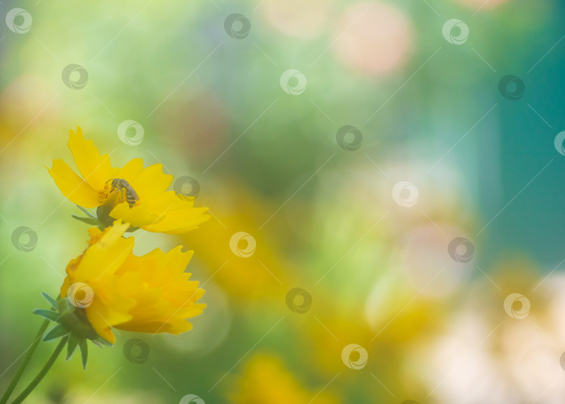 Скачать Желтые цветы с мягким фокусом на размытом фоне. Природа цветов в саду с использованием в качестве фона титульной страницы естественной флоры или шаблона баннера, дизайн целевой страницы брошюры фотосток Ozero
