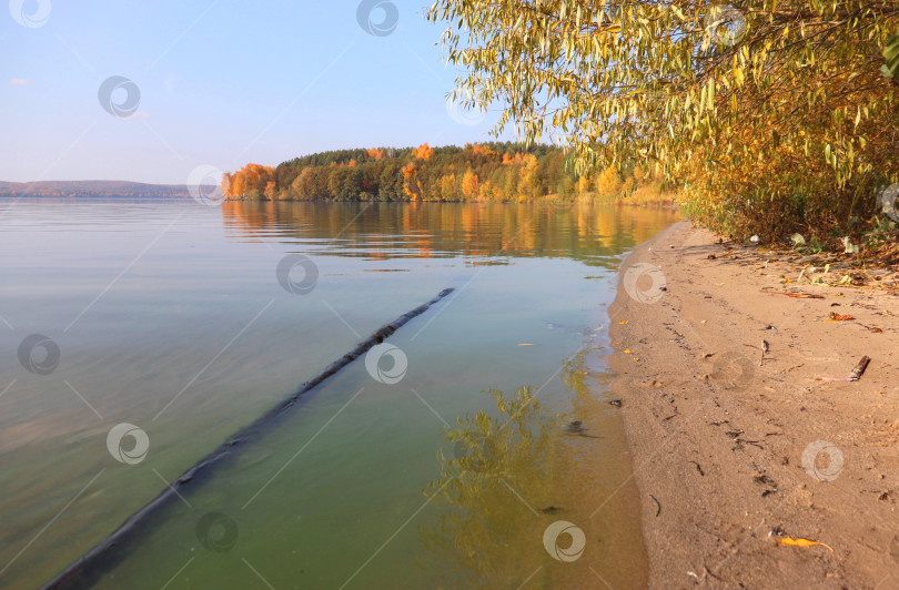 Скачать Осенний пейзаж с желтой листвой и бревном в воде. Лес и песчаный берег реки в солнечный день. фотосток Ozero