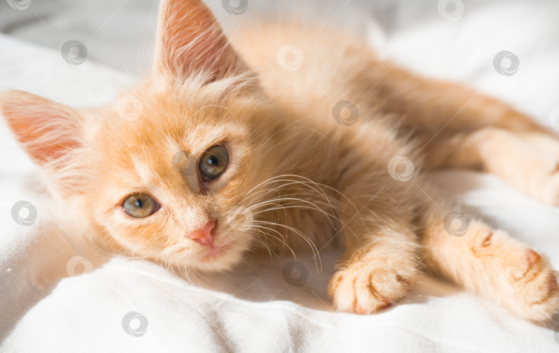 Скачать Милый маленький рыжий котенок лежит на белом одеяле и смотрит в камеру фотосток Ozero